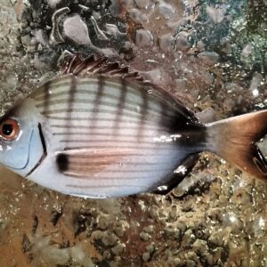 Pesce sarago piccolo