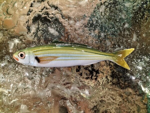 Pesce Boga