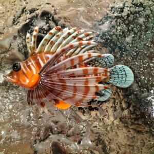 Pesce Scorpione piccolo