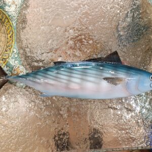 Pesce Palamita